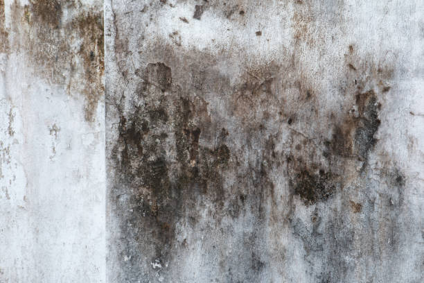 Best Black Mold Removal  in Berkley, MI