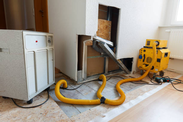 Best Emergency Mold Remediation  in Berkley, MI